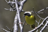 Common Yellowthroat 1