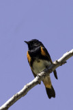 American Redstart 1