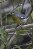 Northern Parula