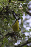 Tropical Parula 1