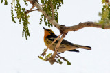 Blackburnian Warbler 1