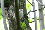 Chesnut-sided Warbler