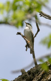 Blackpoll Warbler 2