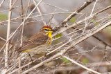 Palm Warbler 1