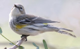 Yellow-rumped Warbler 2