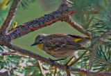 Yellow-rumped Warbler 3