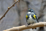 Yellow-rumped Warbler 4