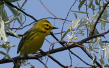 Prairie Warbler 2