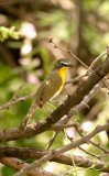 Yellow-breasted Chat 3