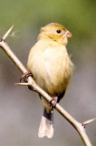 White-Collared  Seedeater 1