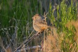 Canyon Towhee 2