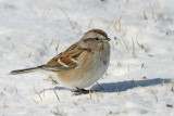 American Tree Sparrow 2