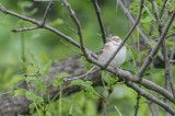 Clay-colored Sparrow