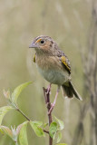 Grasshopper Sparrow 4