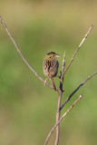 Henslows Sparrow 2
