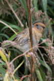 Nelsons Sparrow 1