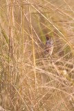 Nelsons Sparrow 2