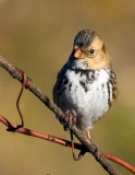 Harriss Sparrow 1