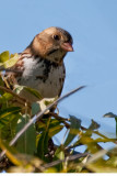 Harriss Sparrow 4