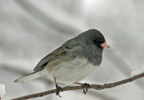 Dark-eyed Junco 1