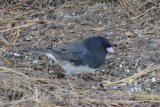 Dark-eyed Junco 2