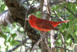 Summer Tanager 3