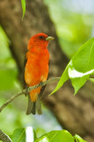 Scarlett Tanager 3