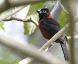 Crimson-collard Grosbeak 1