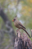 Pyrrhuloxia 3