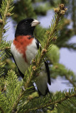 Rose-breasted Grosbeak 1