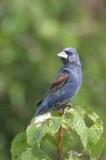 Blue Grosbeak 1