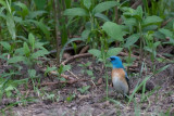 Lazuli Bunting