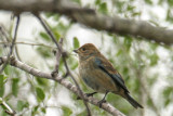 Indigo Bunting 2