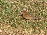 Indigo Bunting 3