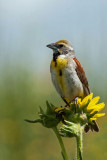 Dickcissel 2