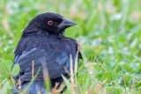 Bronzed Cowbird 1