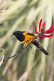 Black-vented Oriole 2