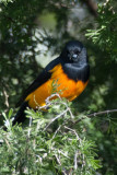 Black-vented Oriole 3