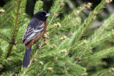 Orchard Oriole 1