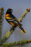 Baltimore Oriole 1