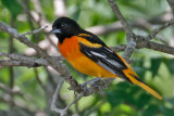 Baltimore Oriole 2