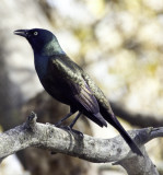 Common Grackle 1