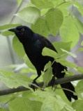 Common Grackle 2