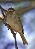 Chipping Sparrow 1