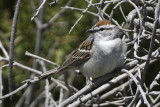 Chipping Sparrow 2