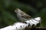 Chipping Sparrow 3