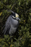 Yellow-crowned Night Heron 3