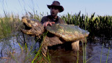 Snapper