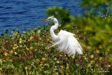 GREAT EGRET