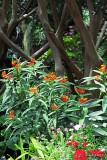 MILKWEED IN FRONT OF THE CREPE MYRTLES